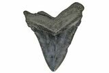 Serrated, Fossil Megalodon Tooth - South Carolina #169197-1